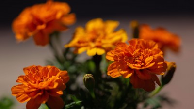 orange 3840x2160.jpg