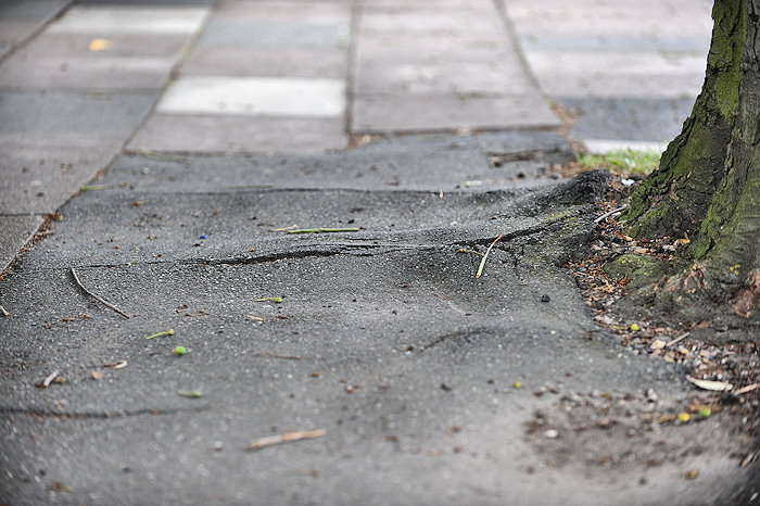 Tree Roots Pavement